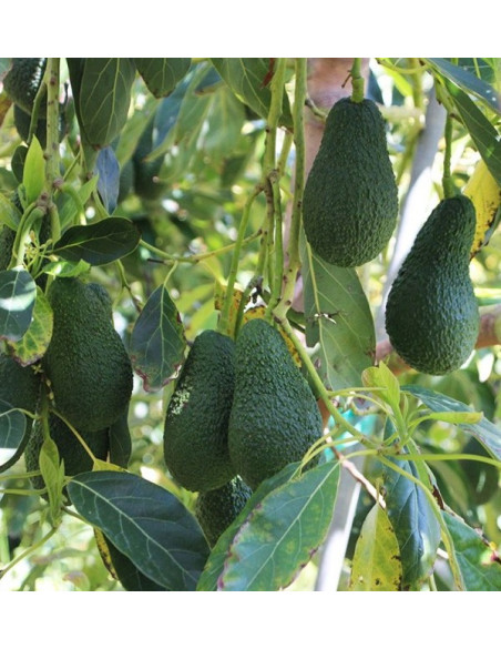 Acheter des Nèfles et des Avocats Hass en ligne chez Tropitop