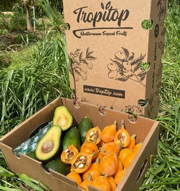 Buy Loquats and Hass Avocados Online at Tropitop