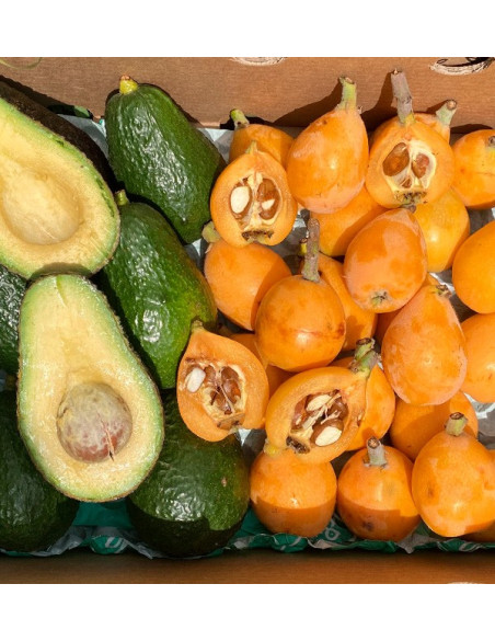 Buy Loquats and Hass Avocados Online at Tropitop