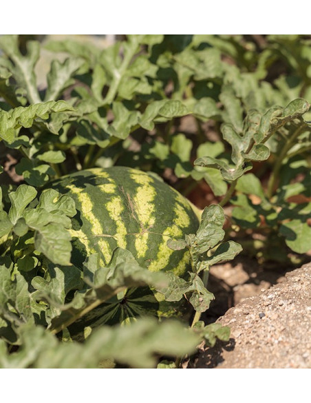 Comprar Sandía Rayada Online en Tropitop