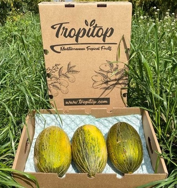 Comprar Melón Piel de Sapo Online en Tropitop