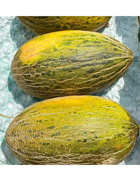 Acheter Melon vert d’Espagne en ligne sur Tropitop