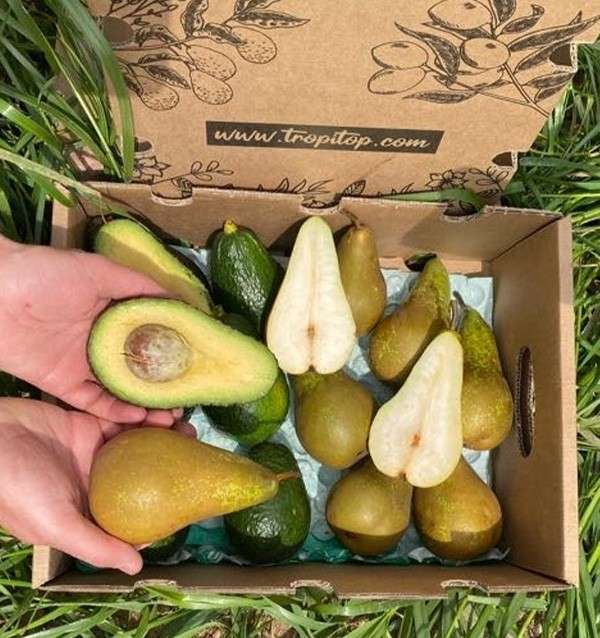 Hass-Avocados und Birnen online kaufen | Tropitop