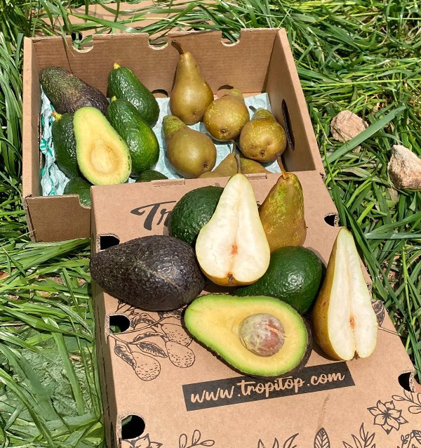 Comprare Avocado Hass e Pere Online | Tropitop