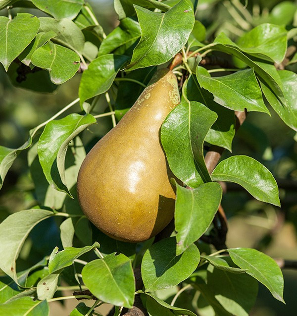 Buy Pears Online | Tropitop