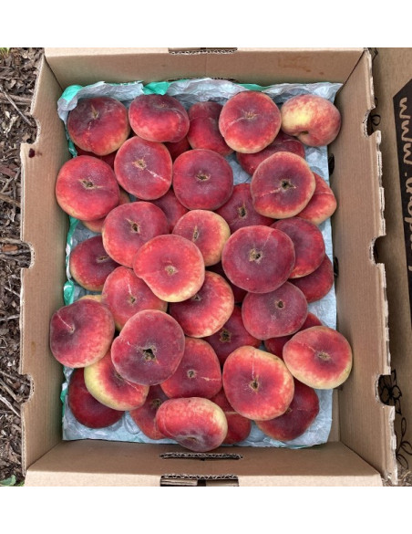 Comprar Pêssegos Achatados Online | Fruta de Verão Fresca