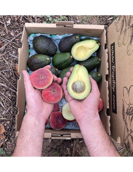 Comprar Aguacates Hass y Paraguayos Online en Tropitop