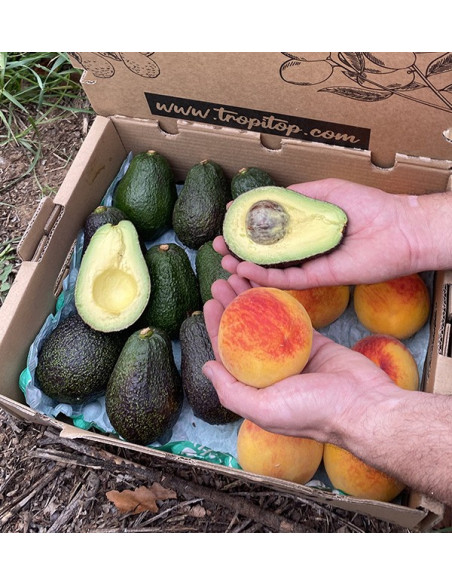 Acquista Avocado Hass e Pesche Gialle Online | Tropitop