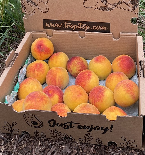 Comprar Pêssego Amarelo Online | Fruta Fresca de Época