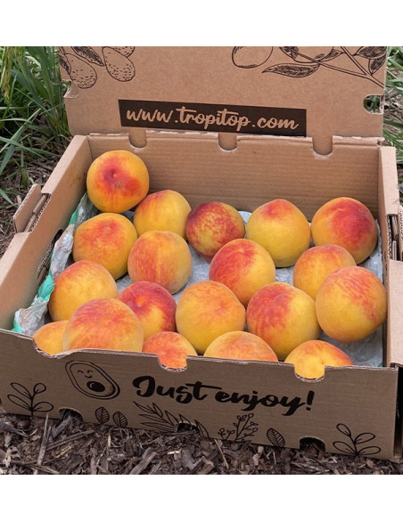 Buy Yellow Peaches Online | Seasonal Fruit Direct from the Farmer