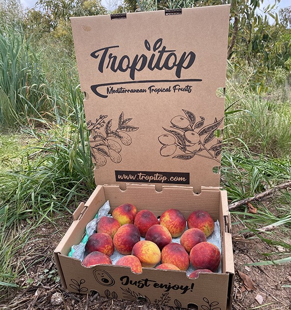 Acquista Pesche Rosse Online | Frutta di Stagione dal Produttore