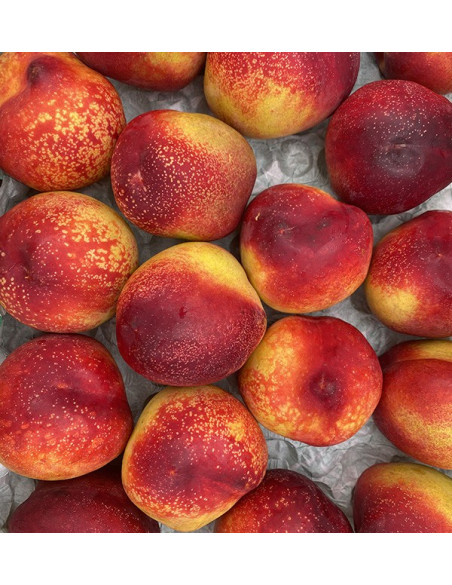 Buy Nectarines Online | Summer Fruit Direct from the Farmer