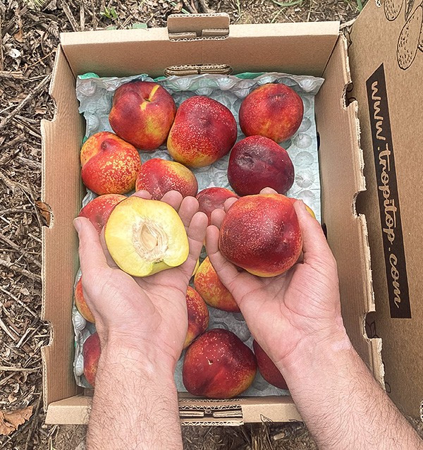 Nektarinen Online Kaufen | Sommerfrüchte Direkt vom Erzeuger