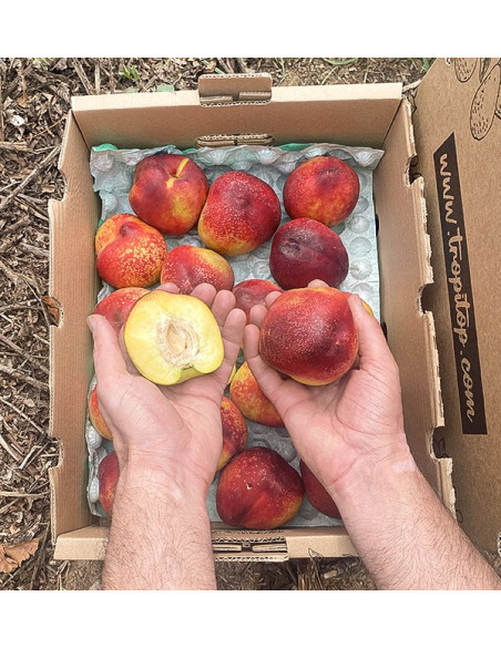 Comprar Nectarinas Online en Tropitop | Fruta de Verano Directa del Agricultor