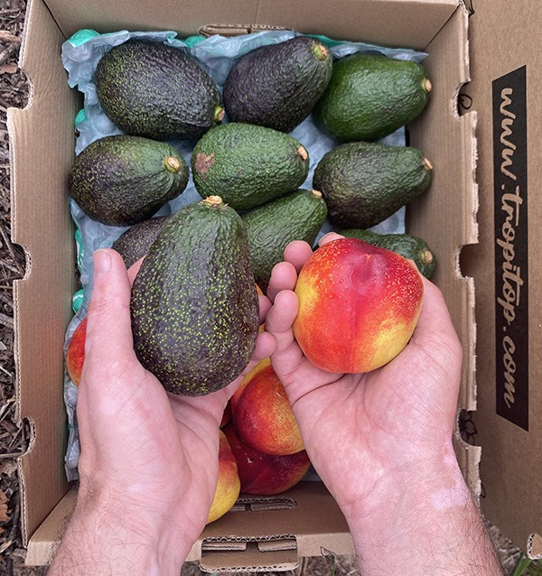 Avocados Hass und Nektarinen Online Kaufen | Tropitop