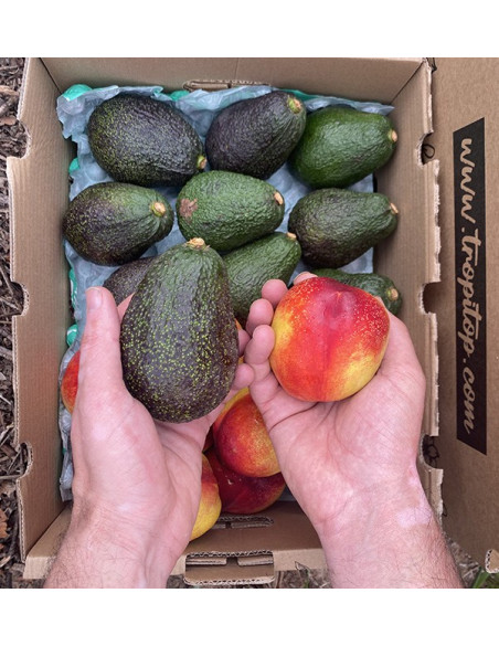 Comprar Aguacates Hass y Nectarinas Online en Tropitop