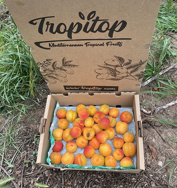 Buy Apricots Online | Seasonal Fruit Direct from the Farmer