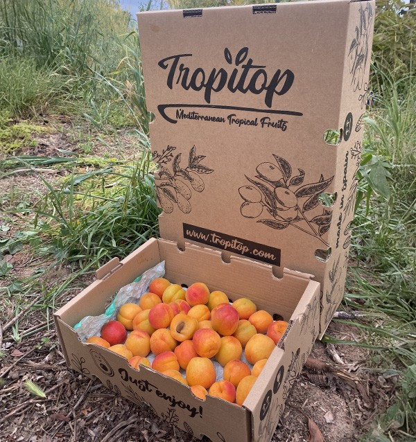 Acheter des Abricots en Ligne | Fruits de Saison Direct Producteur