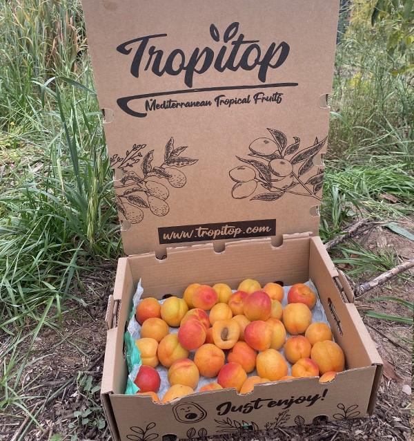 Buy Apricots Online | Seasonal Fruit Direct from the Farmer
