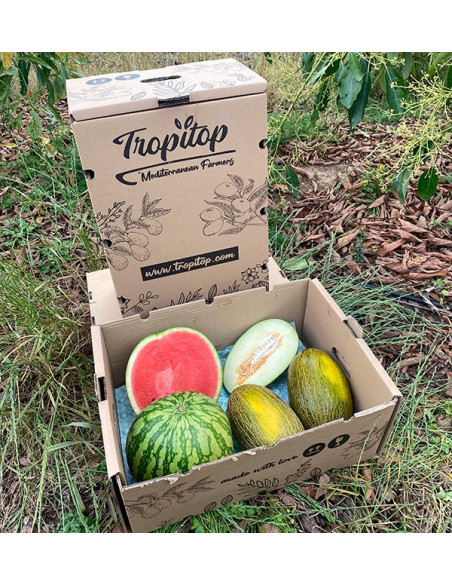 Buy Striped Watermelon and Piel de Sapo Melons Online | Tropitop