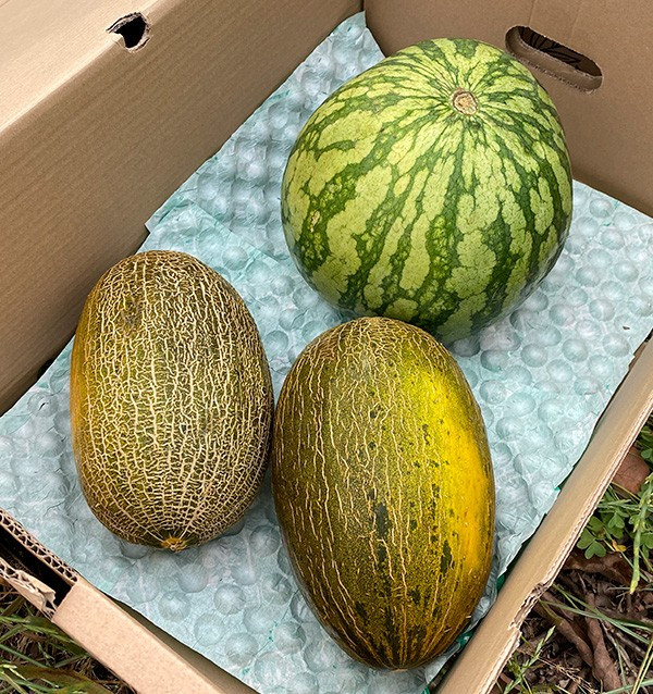 Comprar Melancia Rajada e Melões Verde Online | Tropitop