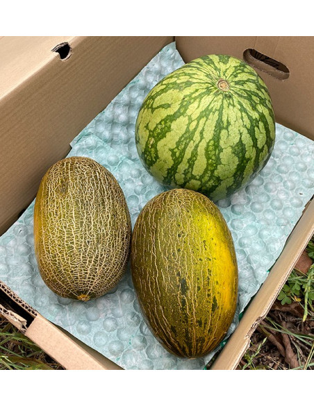 Comprar Melancia Rajada e Melões Verde Online | Tropitop