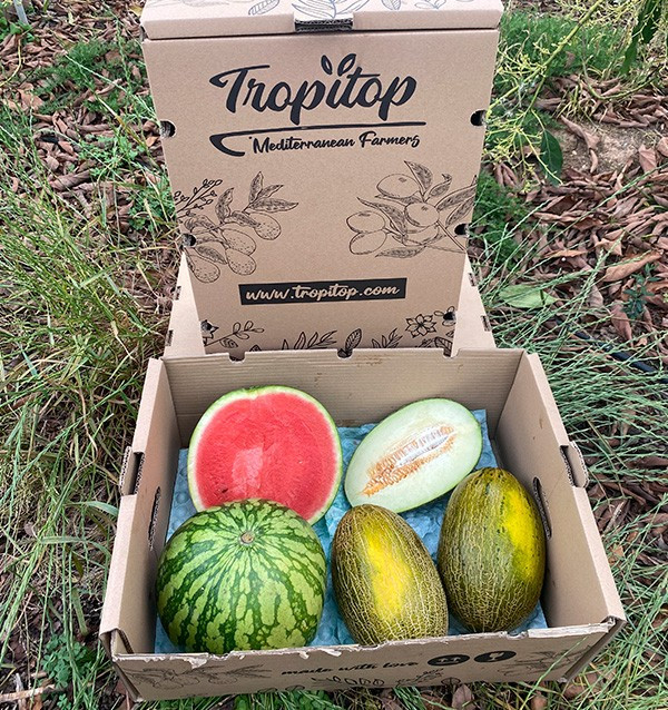 Acheter Pastèque Rayée et Melons Piel de Sapo en ligne | Tropitop