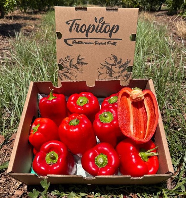 Buy Red Bell Peppers Online | Roasting Peppers | Tropitop