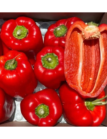 Rote Paprika Morrón Online Kaufen | Paprika zum Braten | Tropitop