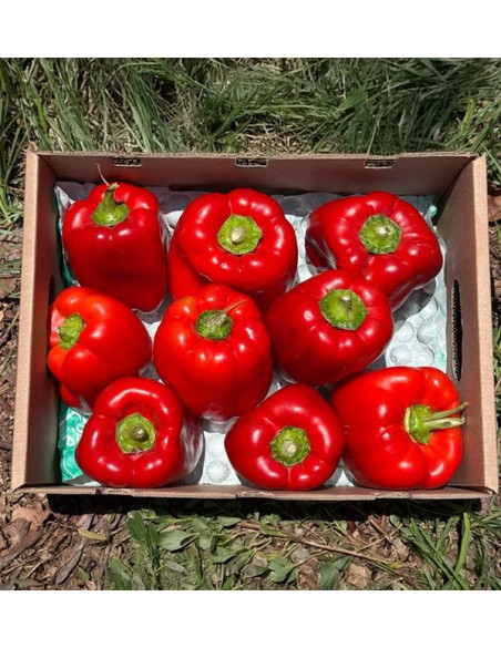 Buy Red Bell Peppers Online | Roasting Peppers | Tropitop