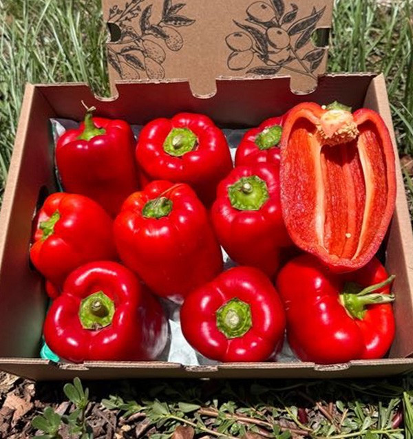Acheter Poivrons Rouges Morrón en Ligne | Poivrons à Rôtir | Tropitop