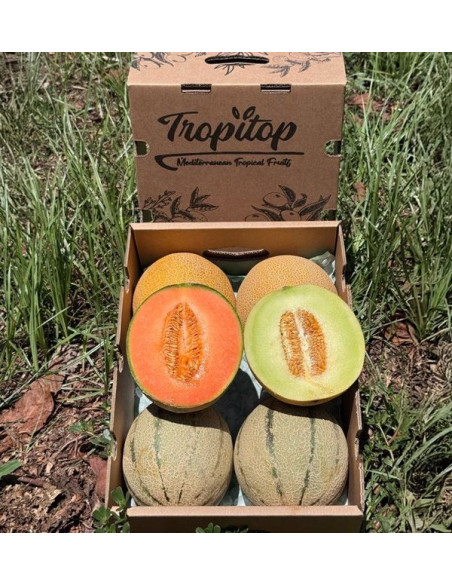 Comprar Melón Galia y Cantalupo Online | Pack de melones frescos | Tropitop