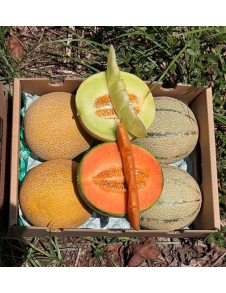 Buy Galia and Cantaloupe Melons Online | Fresh melon pack | Tropitop