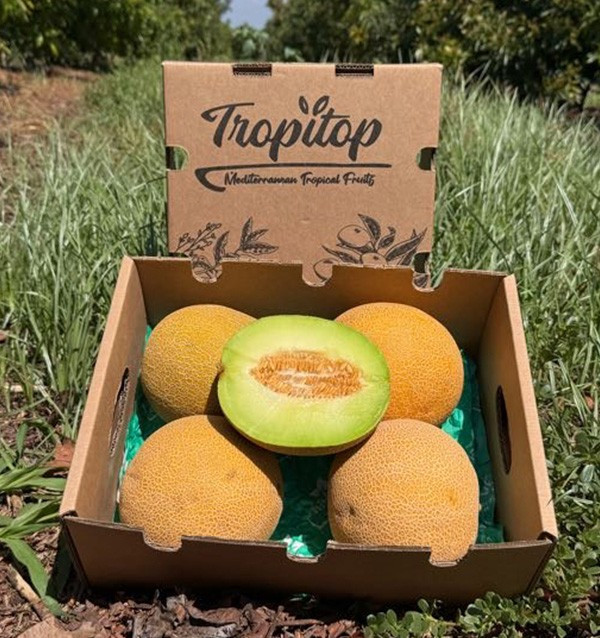 Comprar Melão Galia Online | Doce, aromático e direto do agricultor | Tropitop