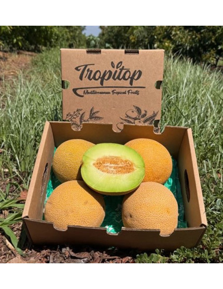 Comprar Melón Galia Online | Melón Dulce y Aromático | Tropitop