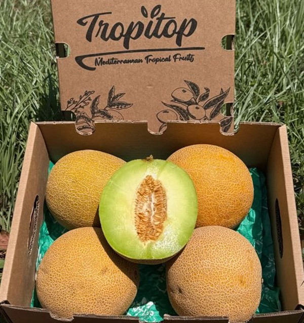 Galia-Melone online kaufen | Süß, aromatisch & frisch vom Bauern | Tropitop