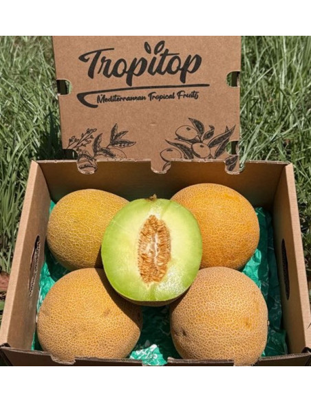 Galia-Melone online kaufen | Süß, aromatisch & frisch vom Bauern | Tropitop