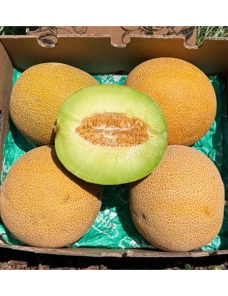 Buy Galia Melon Online | Sweet, Fragrant & Seasonal | Tropitop