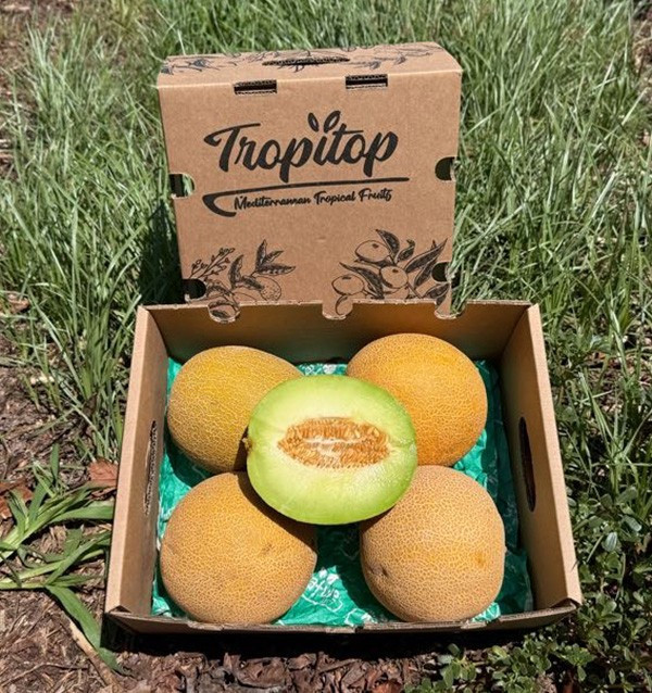 Comprar Melão Galia Online | Doce, aromático e direto do agricultor | Tropitop