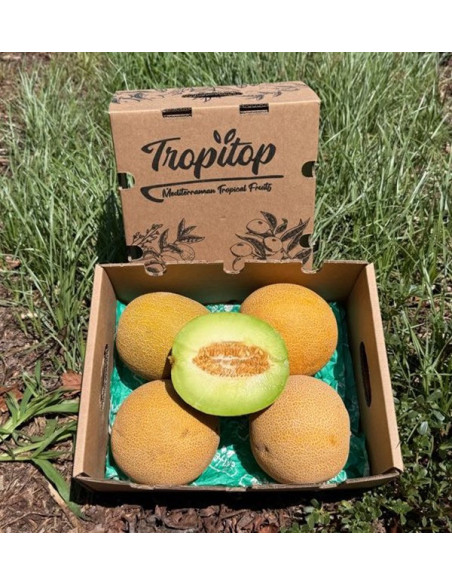Galia-Melone online kaufen | Süß, aromatisch & frisch vom Bauern | Tropitop