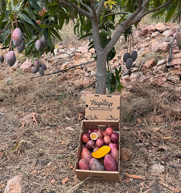 Acheter Mangue et Fruit de la Passion Frais en Ligne | Tropitop Espagne