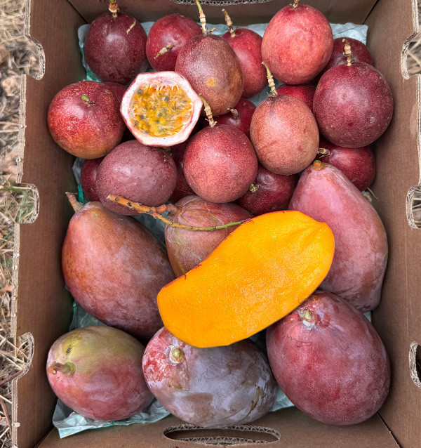 Acheter Mangue et Fruit de la Passion Frais en Ligne | Tropitop Espagne