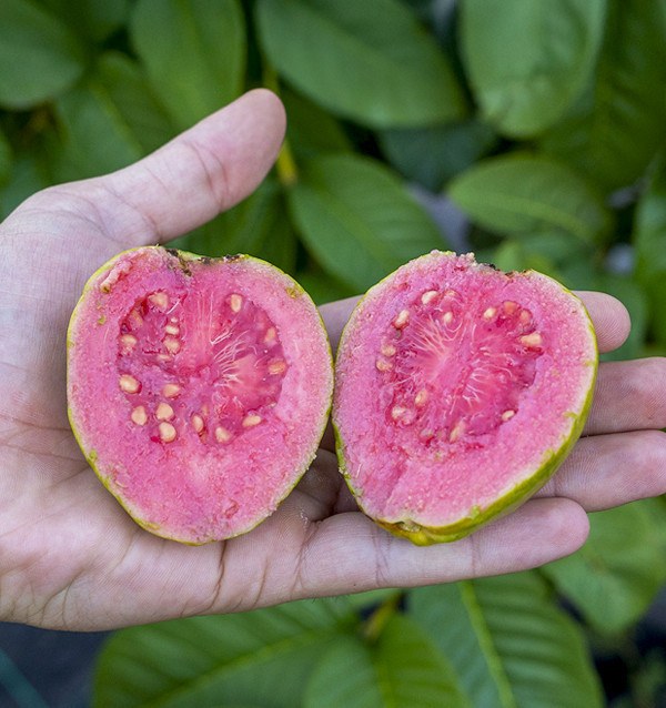Buy Fresh Guava Online | Spanish Guava