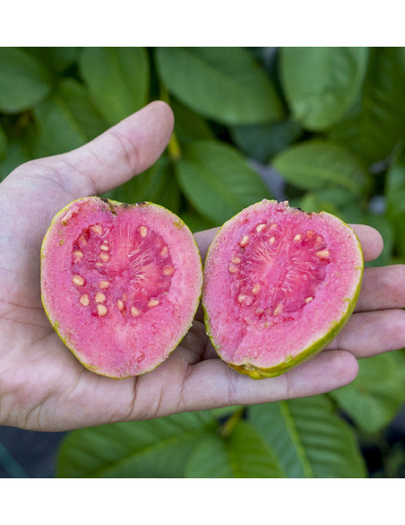 Buy Fresh Guava Online | Spanish Guava