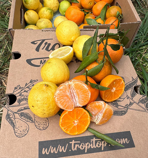 Mandarini e limoni direttamente dal campo a casa tua