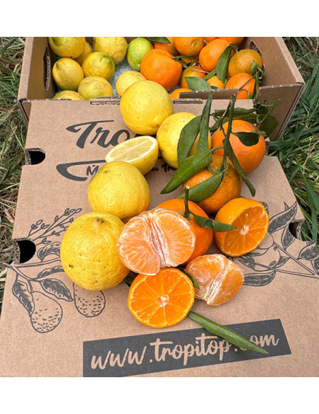 Tangerines and lemons direct from the field to your home