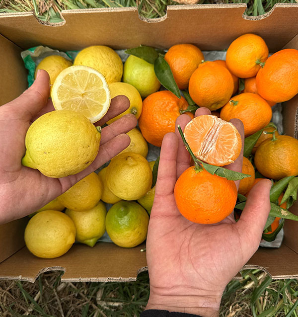 Mandarini e limoni direttamente dal campo a casa tua