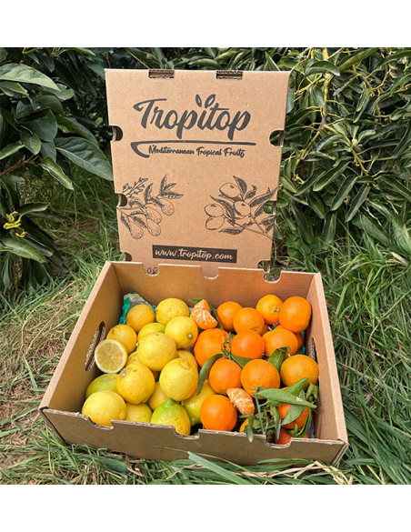 Tangerines and lemons direct from the field to your home