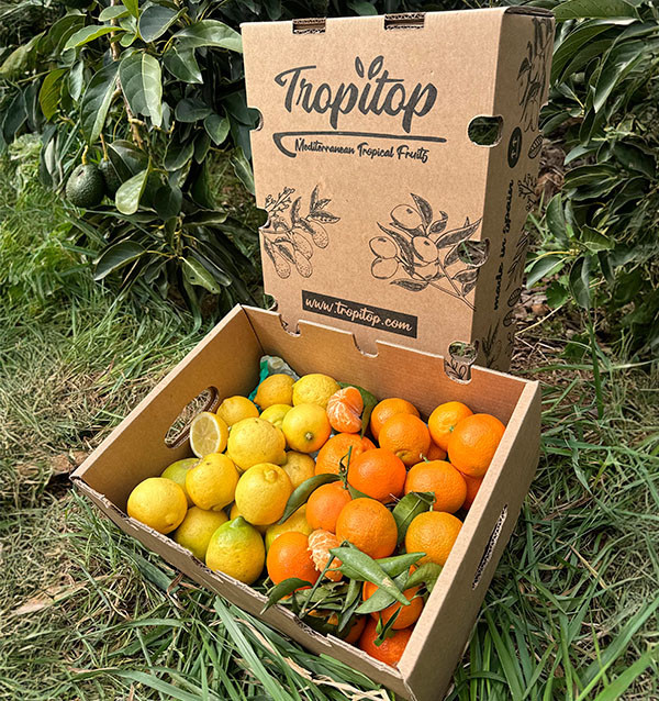 Tangerines and lemons direct from the field to your home