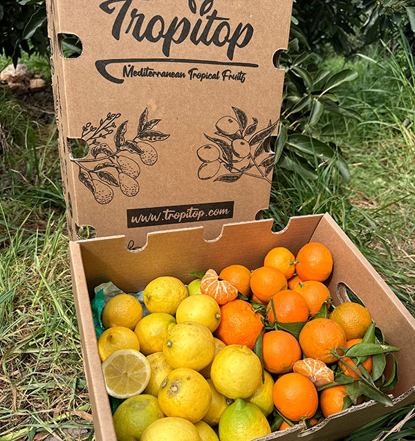 Tangerines and lemons direct from the field to your home